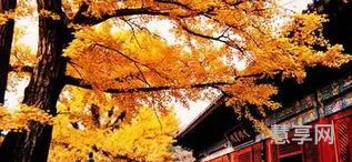 红螺寺怎么走(红螺寺最近的地铁站)