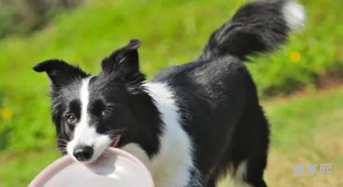 边境牧羊犬好养吗(边牧认谁做第一主人)