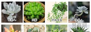 多肉植物品种(800种多肉图鉴大全)