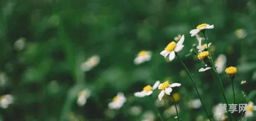 季节更替打一生肖(夏打一生肖)