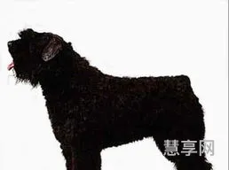 法兰德斯牧牛犬(牧牛犬的品种大全图片)