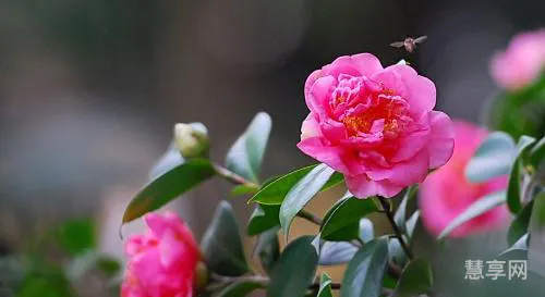 家里为什么不能养茶花(茶花是凶树还是吉树)