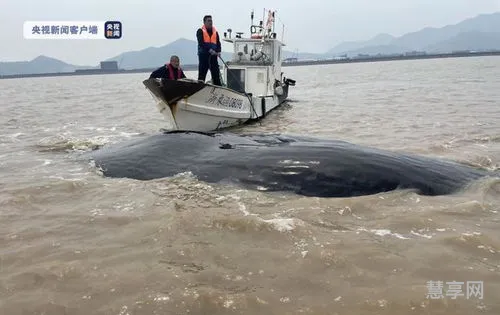 鲸鱼搁浅是什么意思(鲸鱼搁浅的原因分析)