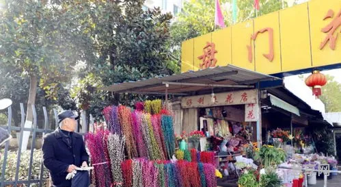 苏州花鸟市场(苏州绿植批发市场在哪里)