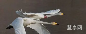 双飞是什么意思(两阳夹一阴是什么意思)