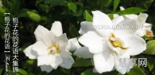 栀子花的花语(栀子花适合送给什么人)