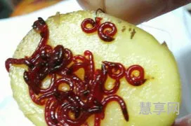 胡萝卜和红薯的简单介绍(介绍一下胡萝卜)