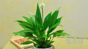 一帆风顺叶子发黄(25公分蓝花楹多少钱一棵)