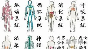 人体八大系统(八大系统记忆口诀)