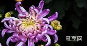 菊花代表什么(菊花暗示啥意思)