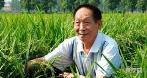全国人吃的都是杂交水稻吗(我们吃的是杂交水稻吗)