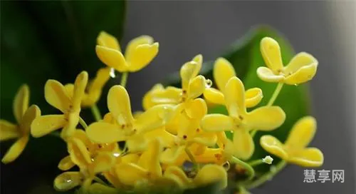 桂花香的诗句(忽闻桂花香,方知秋已至啥意思)