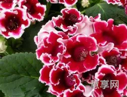 秋天的花有哪些(秋季最具有代表性的花)