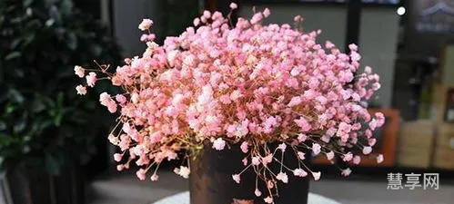 满天星所有颜色的花语(满天星的经典一句短句)