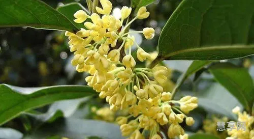 桂花树为什么不能栽在家里(桂花是凶树还是吉树)