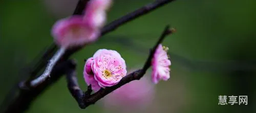 梅花的象征意义(梅花比喻哪一类人)