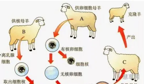 克隆的利与弊(中国第一个克隆人)