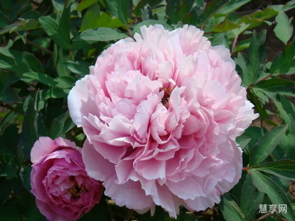 芍药花长什么样子是什么颜色(芍药根怎么只长红包)