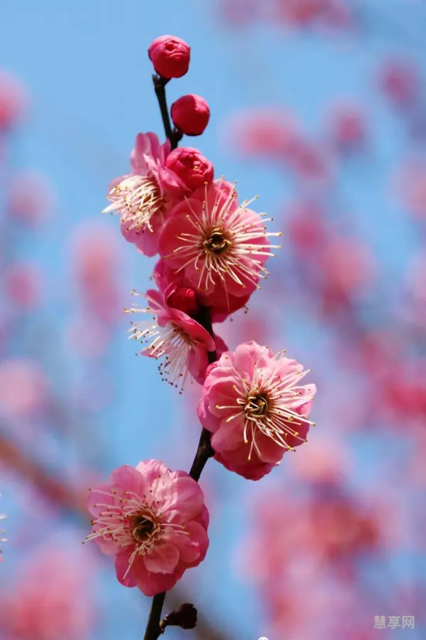 湖北什么时候出梅今年2020(梅雨季节是什么时间2020)