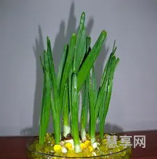 水仙花的养殖方法(土培水仙花正确养法)