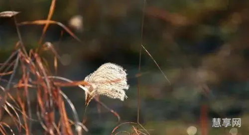 荻花宫开柱子(荻花宫前山柱子顺序图)