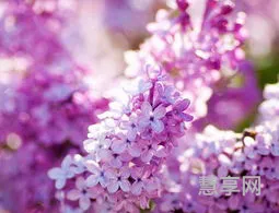 丁香花是什么颜色(丁香花的图片)