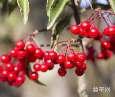 辟邪翁是什么植物(十大镇宅辟邪植物盆栽)