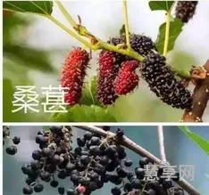 马桑和桑葚的区别(桑葚)