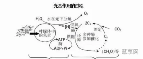 光合作用的意义(七年级上册生物光合作用公式)