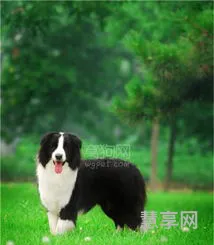 如何训练边境牧羊犬(边牧训练步骤)