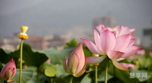 端午节祝福语简短一句话(端午节的祝福语10字)