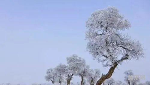 赏析忽如一夜春风来(忽如一夜春风来,千树万树梨花开)