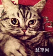 怎么画猫眼妆(猫眼睛简单画法)