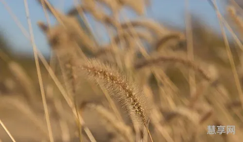 野草枯黄什么生肖(野草是什么动物)