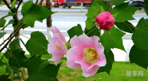 一朵芙蓉顶上栽(一顶芙蓉头顶栽是什么动物)