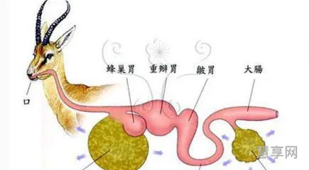 反刍动物有哪些(十大常见的反刍动物)