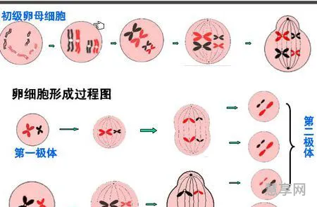 卵细胞的形成过程(排出来的卵子的图片)