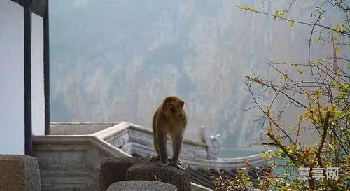 三峡猿啼之谜(三峡悬棺的千古之谜)