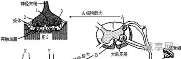 反射弧的组成(反射弧包括哪几个环节)