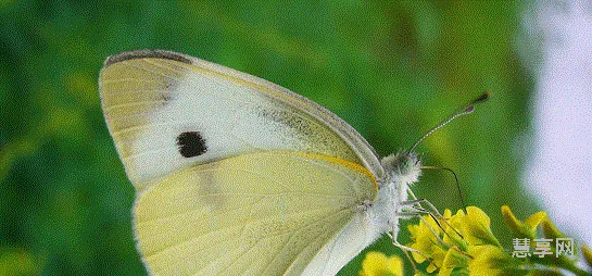 花椰菜属于什么科(十字花科蔬菜一览表)