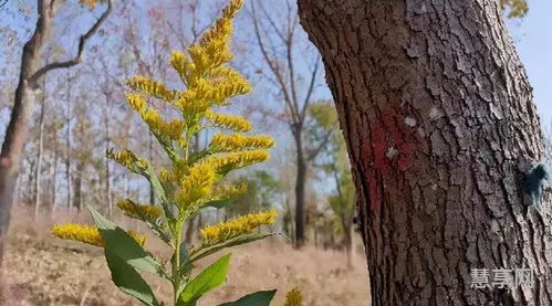 加拿大一枝花(中国本土一枝黄花)