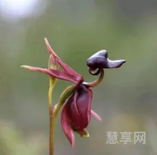 奇花异草是什么意思(奇花异草的异的正确解释)