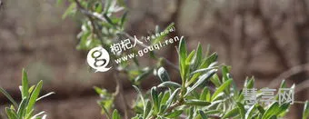 白蜡树什么时候开花(白蜡树长什么样子)