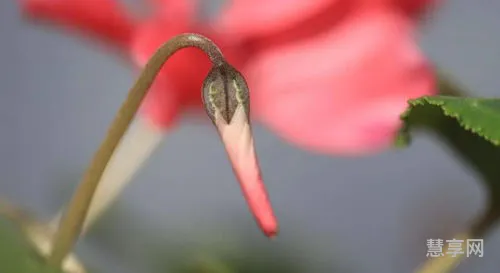 节外生枝打一个生肖(节外生枝开过什么动物)