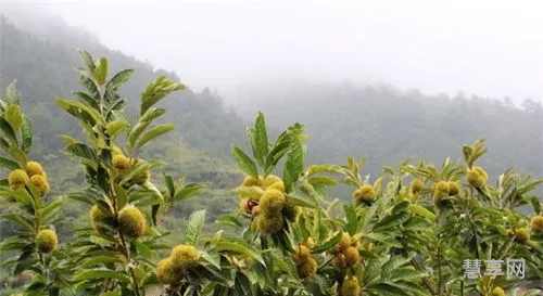 中草药种植方法(未来10大暴利药材种植)