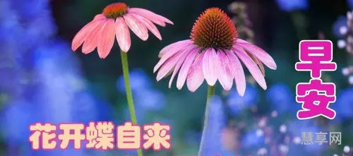 祝福语句简短唯美(小众但惊艳的祝福句)