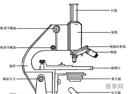 显微镜的结构(显微镜结构图和名称和作用)
