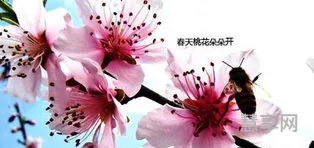 描写花的段落(写花的片段150字左右)