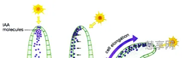 生长素的作用机理(高中生物生长素知识点)