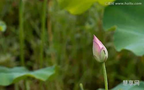 花骨朵儿的拼音(扫一扫识别汉字拼音)